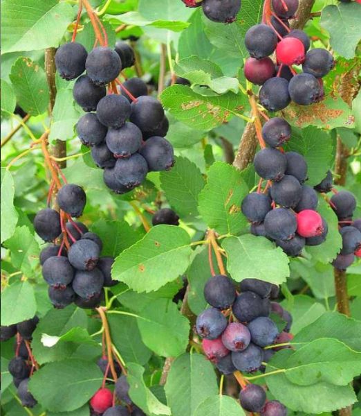 Amelanchier alnifolia 'Honeywood'